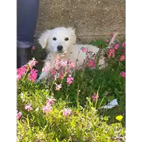 Foto dell\'animale Comune di Corigliano-Rossano - 380260044285825
