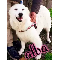 Foto dell\'animale Comune di Corigliano-Rossano - 380260044286134