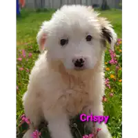 Foto dell\'animale Comune di Corigliano-Rossano - 380260044286242