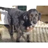 Foto dell\'animale Comune di Corigliano-Rossano - 380260040375378
