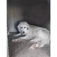 Foto dell\'animale Comune di Corigliano-Rossano - 380260044284115