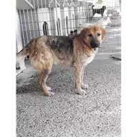 Foto dell\'animale Comune di Corigliano-Rossano - 380260044218728