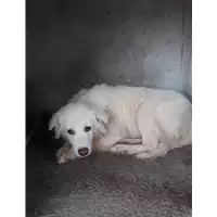 Foto dell\'animale Comune di Corigliano-Rossano - 380260044285442