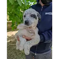 Foto dell\'animale Comune di Corigliano-Rossano - 380260044285562