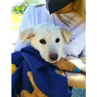 Foto dell\'animale Comune di Corigliano-Rossano - 380260044286117