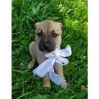 Foto dell\'animale Comune di Corigliano-Rossano - 380260044285468