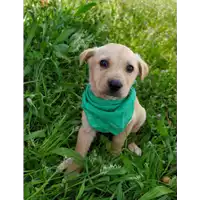 Foto dell\'animale Comune di Corigliano-Rossano - 380260044285938