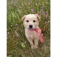 Foto dell\'animale Comune di Corigliano-Rossano - 380260044285654
