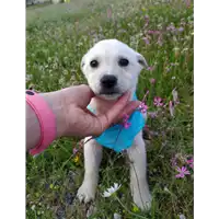 Foto dell\'animale Comune di Corigliano-Rossano - 380260044286339