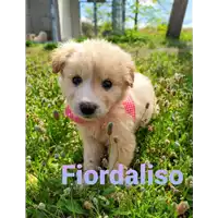 Foto dell\'animale Comune di Corigliano-Rossano - 380260044286166