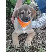 Foto dell\'animale Comune di Corigliano-Rossano - 380260044265734