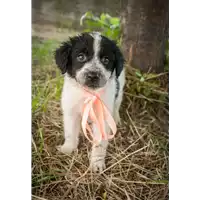 Foto dell\'animale Comune di Corigliano-Rossano - 380260044266100