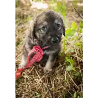 Foto dell\'animale Comune di Corigliano-Rossano - 380260044286226