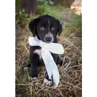 Foto dell\'animale Comune di Corigliano-Rossano - 380260044286079