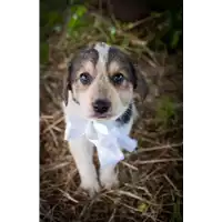 Foto dell\'animale Comune di Corigliano-Rossano - 380260044266329