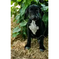 Foto dell\'animale Comune di Corigliano-Rossano - 380260044265684
