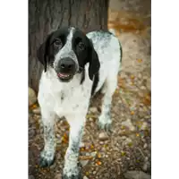 Foto dell\'animale Comune di Corigliano-Rossano - 380260044266411