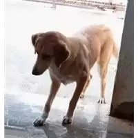 Foto dell\'animale Comune di Corigliano-Rossano - 380260044266337
