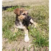 Foto dell\'animale Comune di Corigliano-Rossano - 380260044266389
