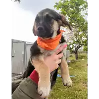 Foto dell\'animale Comune di Corigliano-Rossano - 380260044266094