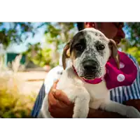 Foto dell\'animale Comune di Corigliano-Rossano - 380260044265492