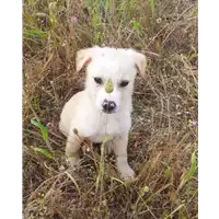 Foto dell\'animale Comune di Corigliano-Rossano - 380260044285594