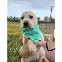 Foto dell\'animale Comune di Corigliano-Rossano - 380260044285805