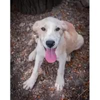 Foto dell\'animale Comune di Corigliano-Rossano - 380260044286324