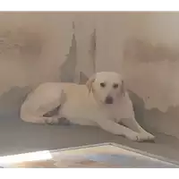 Foto dell\'animale Comune di Corigliano-Rossano - 380260044219267