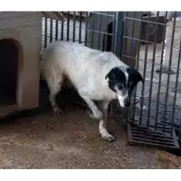Foto dell\'animale Comune di Corigliano-Rossano - 380260010177605