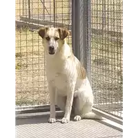 Foto dell\'animale Comune di Corigliano-Rossano - 380260044286315