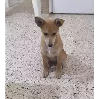 Foto dell\'animale Comune di Corigliano-Rossano - 380260044285491