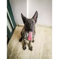 Foto dell\'animale Comune di Corigliano-Rossano - 380260044286272