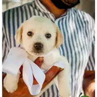 Foto dell\'animale Comune di Corigliano-Rossano - 380260044285501