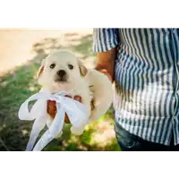 Foto dell\'animale Comune di Corigliano-Rossano - 380260044285548