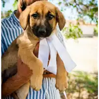 Foto dell\'animale Comune di Corigliano-Rossano - 380260044266175