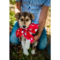 Foto dell\'animale Comune di Corigliano-Rossano - 380260044265880