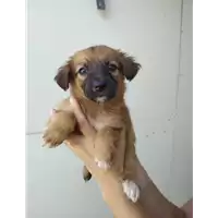 Foto dell\'animale Comune di Corigliano-Rossano - 380260044286391