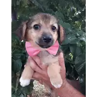 Foto dell\'animale Comune di Corigliano-Rossano - 380260044286392