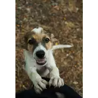 Foto dell\'animale Comune di Corigliano-Rossano - 380260044286189