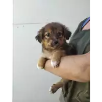 Foto dell\'animale Comune di Corigliano-Rossano - 380260044285978