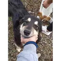 Foto dell\'animale Comune di Corigliano-Rossano - 380260044285935
