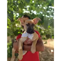 Foto dell\'animale Comune di Corigliano-Rossano - 380260044286167