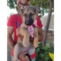 Foto dell\'animale Comune di Corigliano-Rossano - 380260044286128