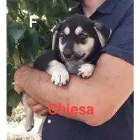 Foto dell\'animale Comune di Corigliano-Rossano - 380260044266338