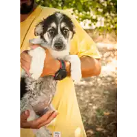 Foto dell\'animale Comune di Corigliano-Rossano - 380260044266225
