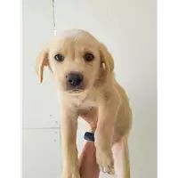 Foto dell\'animale Comune di Corigliano-Rossano - 380260044266110