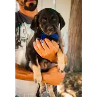Foto dell\'animale Comune di Corigliano-Rossano - 380260044266137