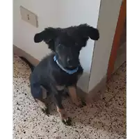 Foto dell\'animale Comune di Corigliano-Rossano - 380260044266290