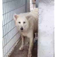 Foto dell\'animale Comune di Corigliano-Rossano - 380260010177627